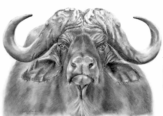 water buffalo - pencil drawing