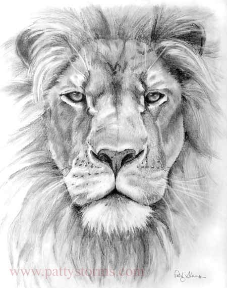 Lion, graphite pencil drawing front view close up