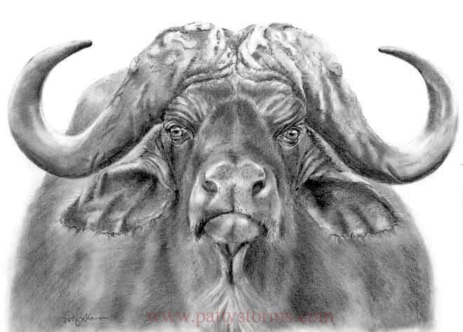 Water Buffalo, graphite pencil drawing front view close up