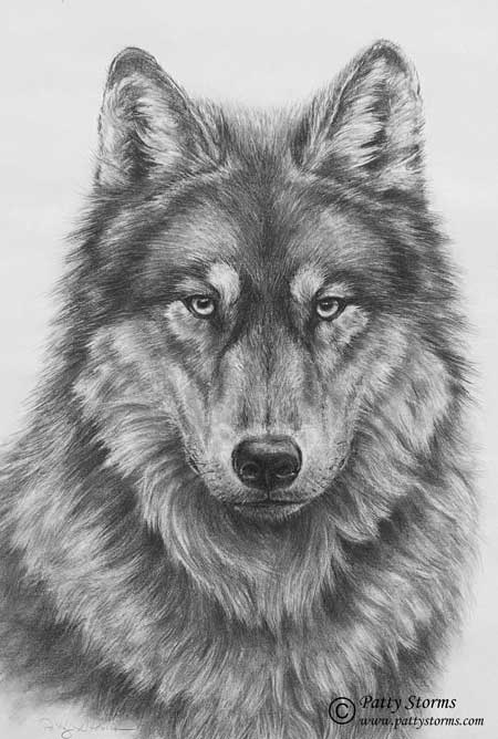 Wolf, graphite pencil drawing stare close up