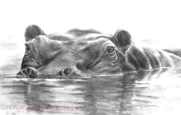 Hippo, graphite pencil drawing in water swimming staring floating