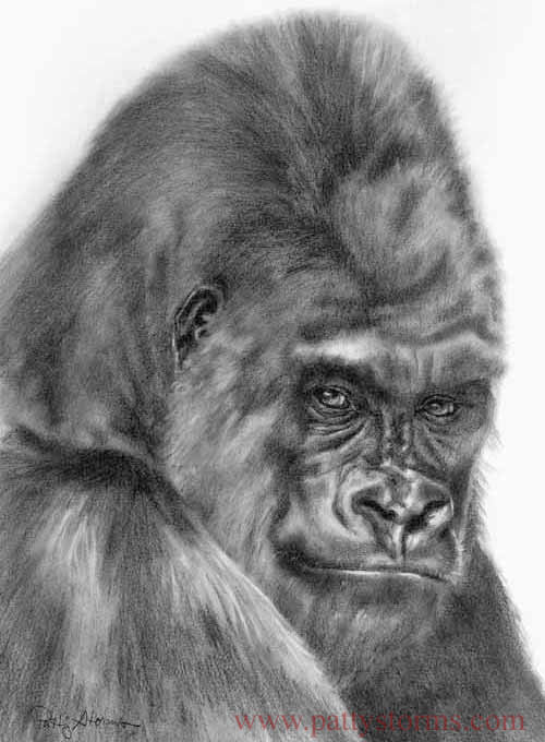 Gorilla, graphite pencil drawing stare close up male