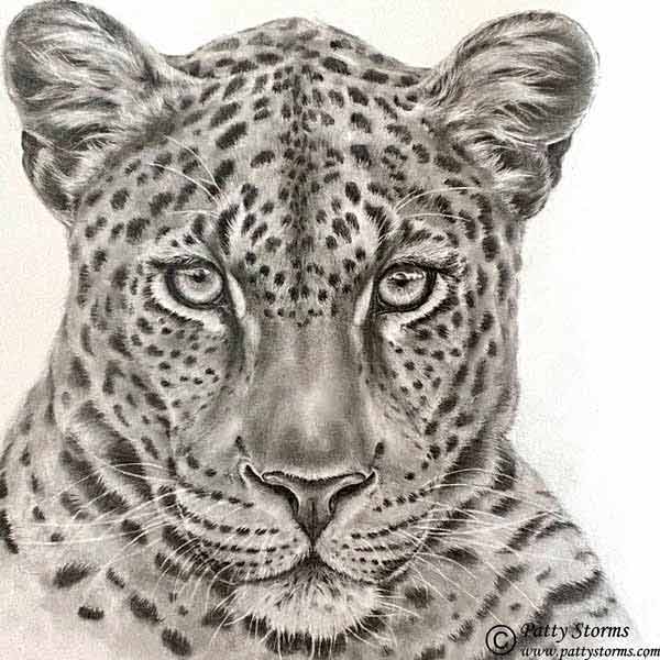 Lioness, graphite pencil drawing