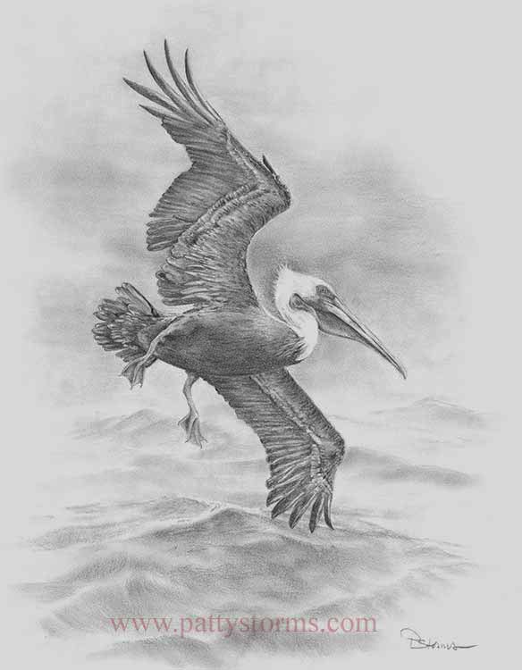 Pelican in Fog, graphite pencil drawing flying over water in flight