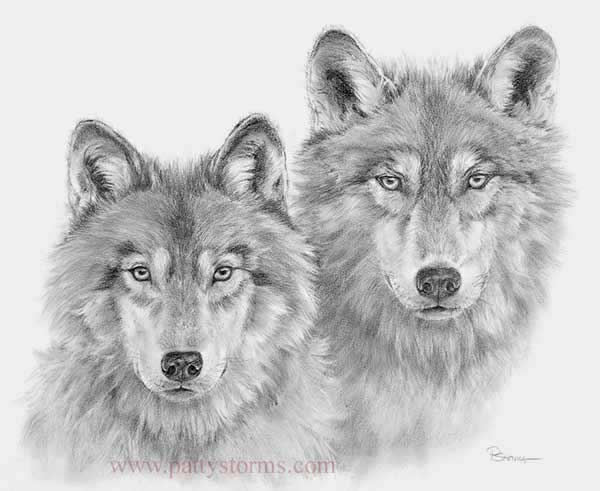 Wolf Pair, graphite pencil drawing close up 