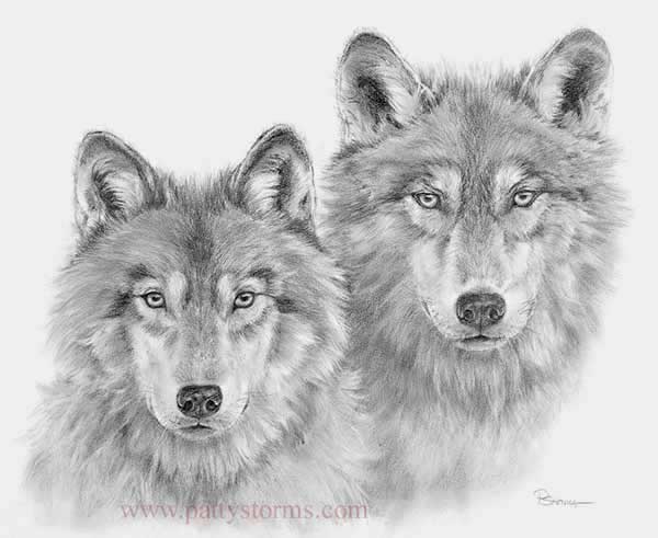 Wolf Pair, graphite pencil drawing close up