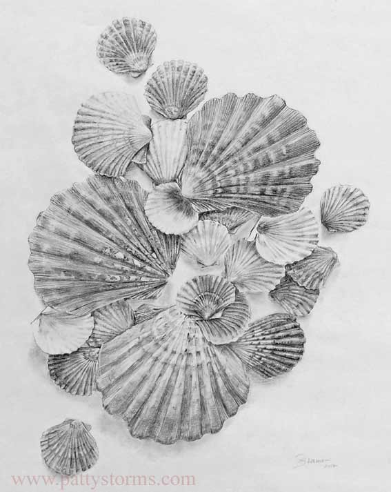 Scallop Shells, graphite pencil drawing collection